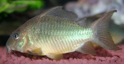 Brochis splendens