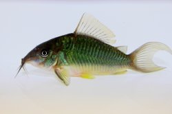 Brochis splendens