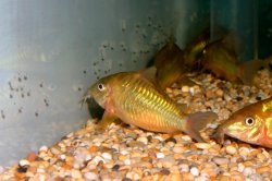 Brochis splendens