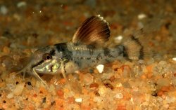 Brochis splendens