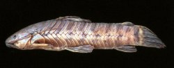 Callichthys serralabium - Click for species data page
