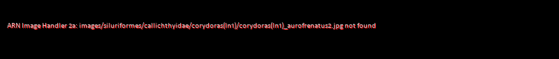 Corydoras(ln1) aurofrenatus