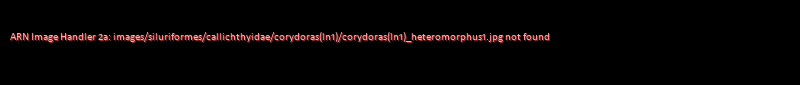 Corydoras(ln1) heteromorphus - Click for species data page
