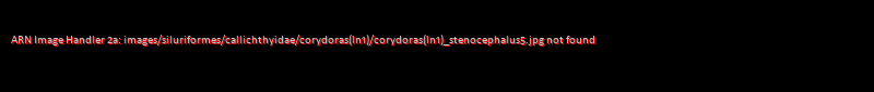 Corydoras(ln1) stenocephalus