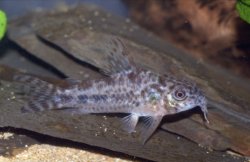 Corydoras(ln6) diphyes - Click for species data page