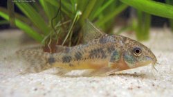 Corydoras(ln6) paleatus - Click for species data page