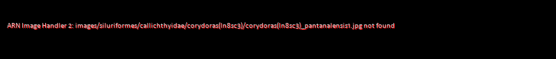 Corydoras (lineage 8 sub-clade 3) pantanalensis - Click for species data page