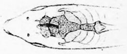 Corydoras (ln8sc4) agassizii