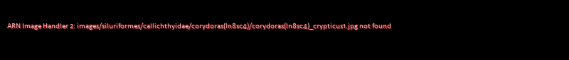 Corydoras (lineage 8 sub-clade 4) crypticus - Click for species data page