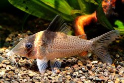 Corydoras (lineage 8 sub-clade 4) ephippifer - Click for species data page