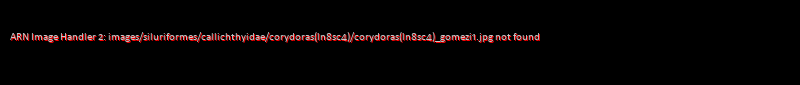Corydoras (lineage 8 sub-clade 4) gomezi - Click for species data page