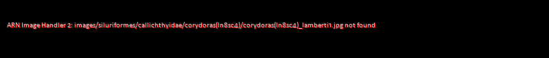 Corydoras (lineage 8 sub-clade 4) lamberti - Click for species data page