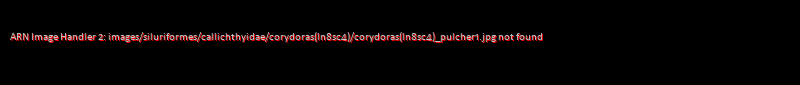Corydoras (lineage 8 sub-clade 4) pulcher - Click for species data page