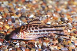 Corydoras (lineage 8 sub-clade 4) robineae - Click for species data page