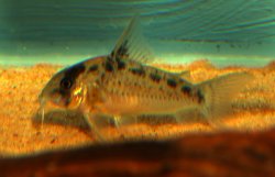 Corydoras(ln9) evelynae - Click for species data page