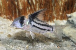 Corydoras (lineage 9) parallelus - Click for species data page
