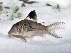 Corydoras acutus - Click for species page