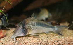 Corydoras amapaensis - Click for species page