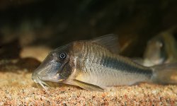 Corydoras amapaensis