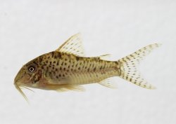 Corydoras areio - Click for species page