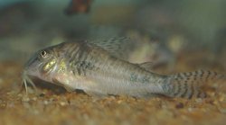 Corydoras aurofrenatus