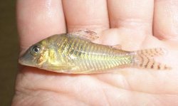 Corydoras aurofrenatus