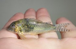 Corydoras aurofrenatus