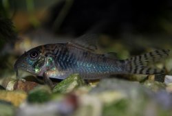 Corydoras aurofrenatus