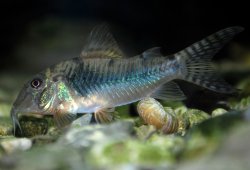 Corydoras aurofrenatus