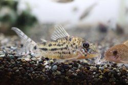 Corydoras blochi - Click for species data page