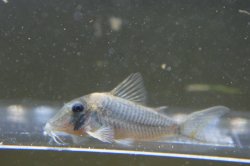 Corydoras caramater - Click for species data page