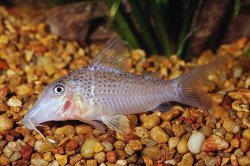 Corydoras cervinus