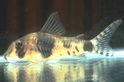 Corydoras desana