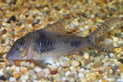 Corydoras ellisae - Click for species page