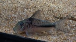 Corydoras filamentosus