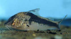 Corydoras fowleri