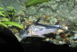 Corydoras fowleri