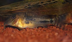 Corydoras fulleri - Click for species page