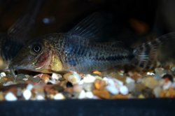 Corydoras fulleri