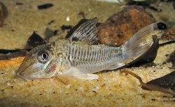 Corydoras geoffroy - Click for species page