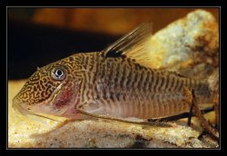 Corydoras geoffroy