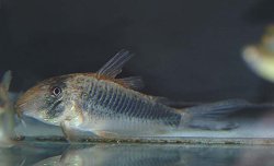 Corydoras geoffroy