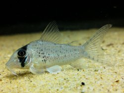 Corydoras iiap - Click for species page