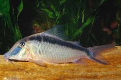 Corydoras narcissus - Click for species data page