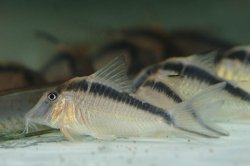 Corydoras narcissus