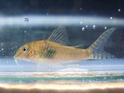 Corydoras negro - Click for species page