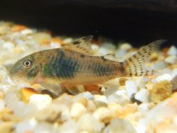 Corydoras negro