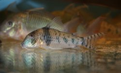 Corydoras orcesi