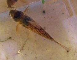 Corydoras orcesi