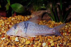 Corydoras pastazensis - Click for species page